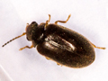 Contacyphon coarctatus